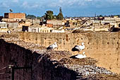 Marrakech - Medina meridionale, cicogne che nidificano sulle mura del Palazzo di El-Badi. 